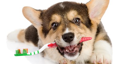 Dental Care for Pets